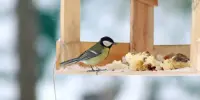 С заботой о птичках